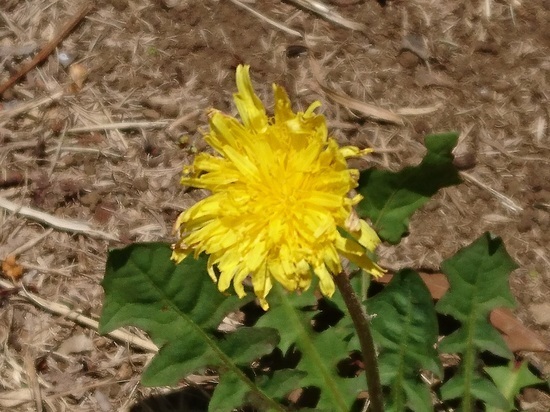 DSC_0086.jpg