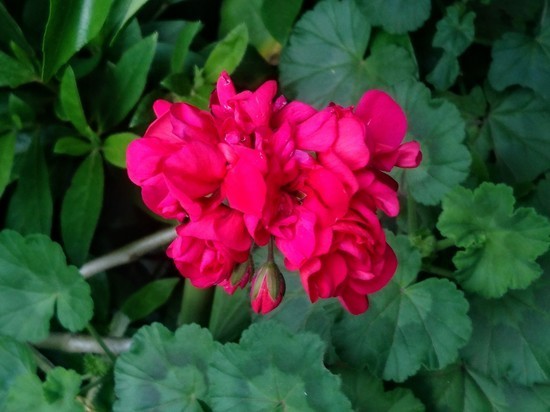 DSC_0100.jpg
