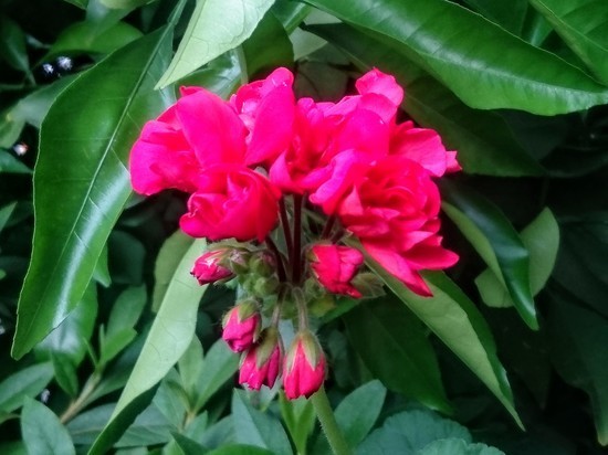 DSC_0101.jpg