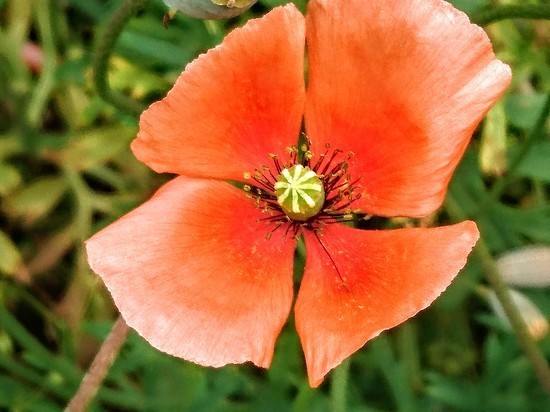 DSC_0203.jpg