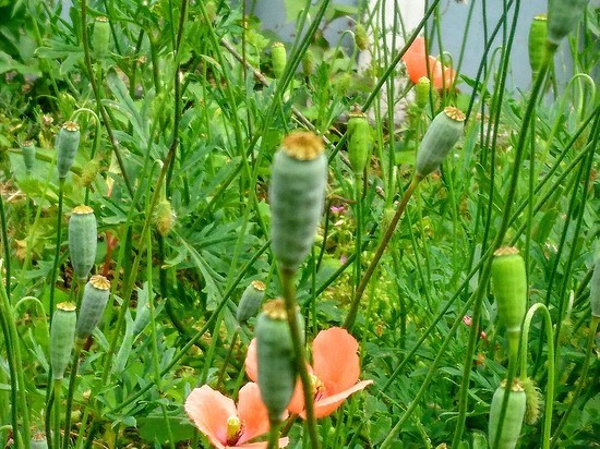 DSC_0204.jpg