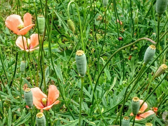 DSC_0205.jpg
