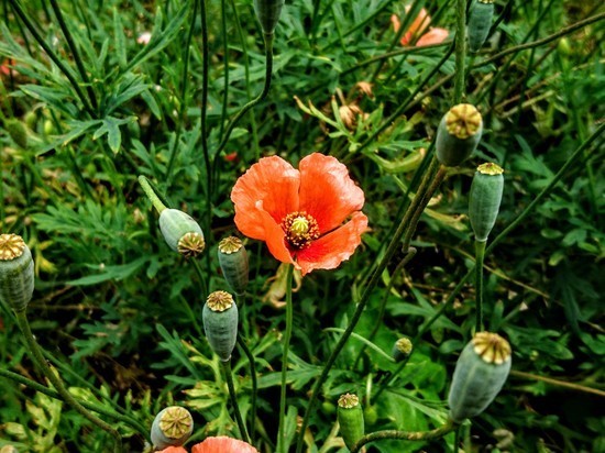 DSC_0208.jpg
