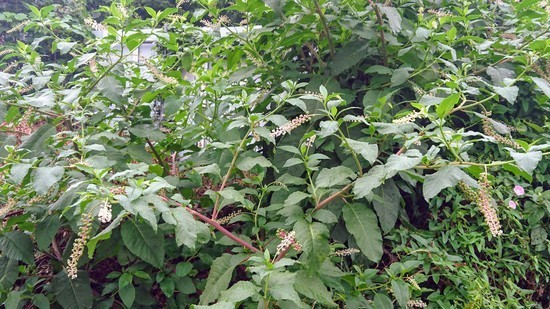 DSC_0351.jpg