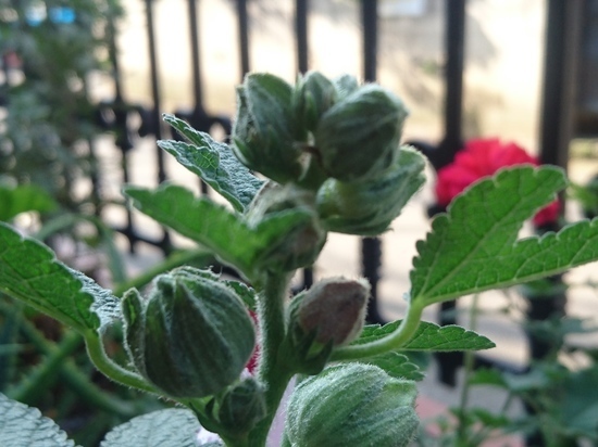DSC_0563.jpg