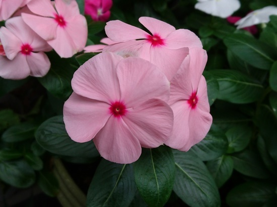 DSC_1147.jpg