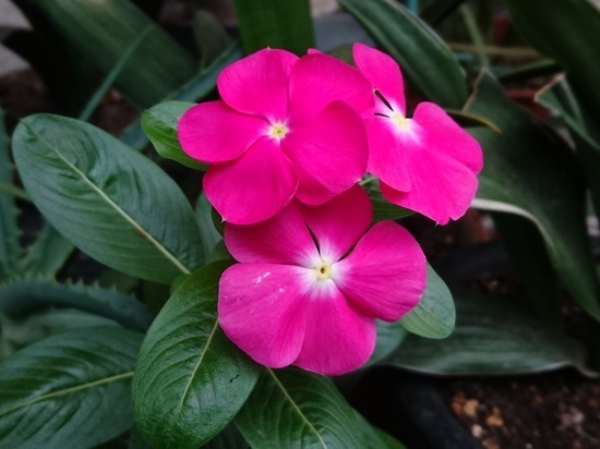 DSC_1149.jpg
