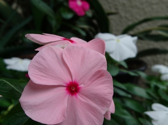 DSC_1152.jpg
