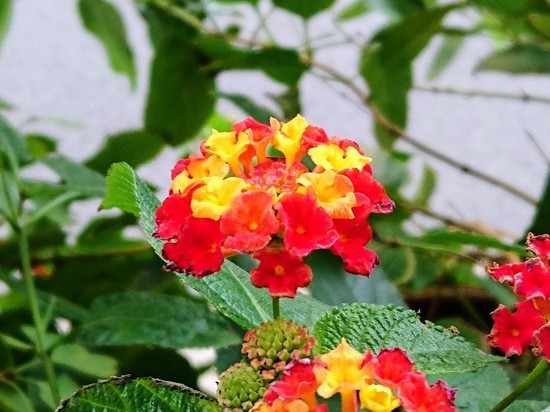 DSC_1589.jpg