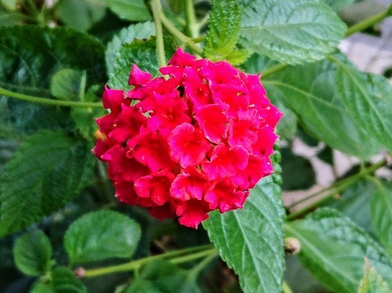 DSC_1590.jpg