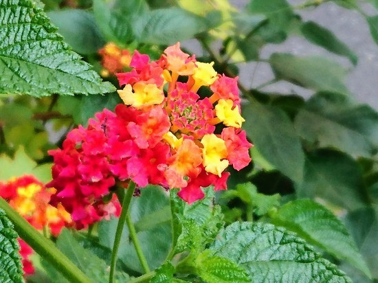 DSC_1592.jpg