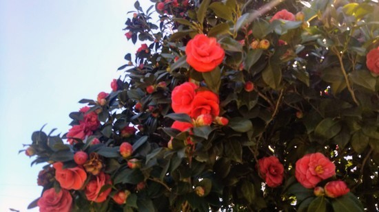 DSC_2259.jpg