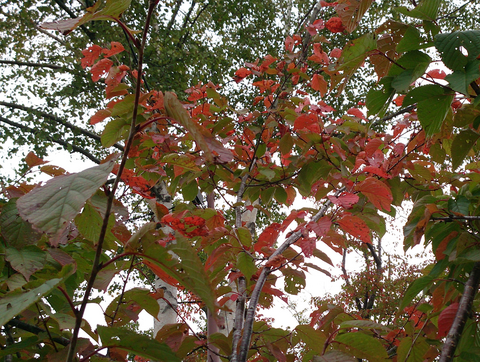紅葉の走り.bmp
