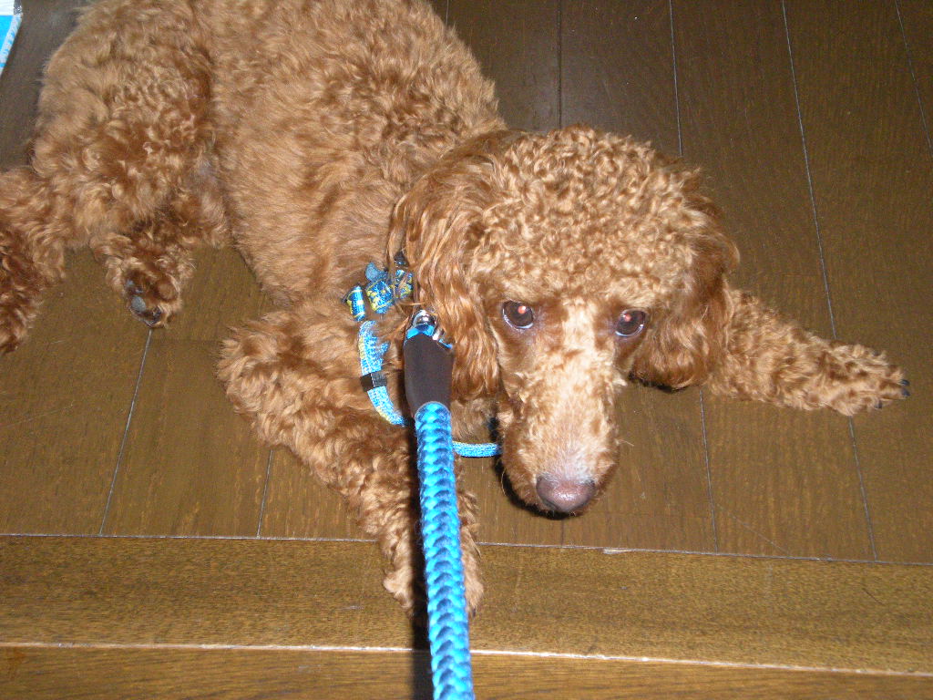 雨のお散歩嫌い犬 ココちゃん こころのこのへん